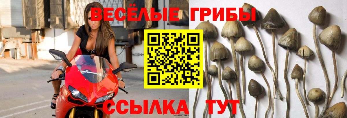 Псилоцибиновые грибы мицелий Чебаркуль